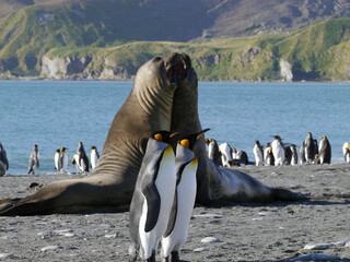 South Georgia. Sea Elephant Duel on Sunny Winter Day