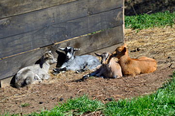 Obraz premium Little goats lying on the ground next to a wooden wall.
