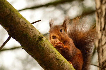 Red squirrel on a tree branch biting a nut.