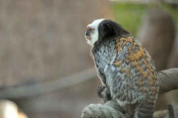 White-headed marmoset (Callithrix geoffroyi), also known as the tufted-ear marmoset, Geoffroy's marmoset, or Geoffrey's marmoset.
