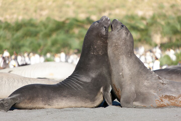 Fototapeta premium South Georgia. Sea Elephant Duel on Sunny Winter Day