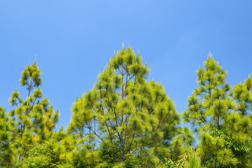 Beautiful pine tree in the national park, Thailand.