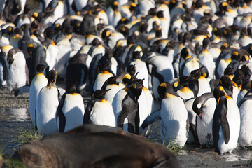 South Georgia. Colony of king penguins on a sunny winter day