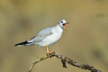 Lachmöwe Larus ridibundus
