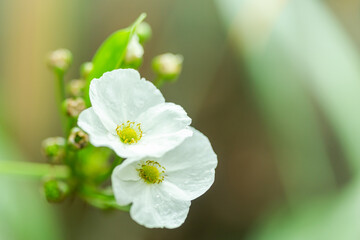 Amazon water flower Is a small flower With white petals And with yellow stamens Is a water plant from Mexico In the garden as a blurred background and select focus