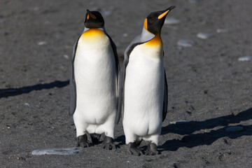 South Georgia. Group of king penguins close up on a sunny winter day