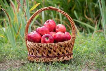 Basket with red apples stands on the ground in the garden