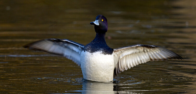 Tufted duck - male // Reiherente - M&auml;nnchen (Aythya fuligula)