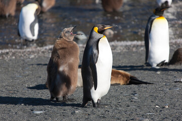 Obraz premium South Georgia. Group of king penguins close up on a sunny winter day