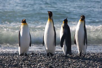 Fototapeta premium Southern Georgia Group of Royal Penguins Close-up on Sunny Winter Day