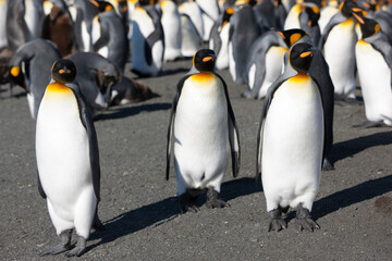 Southern Georgia Group of Royal Penguins Close-up on Sunny Winter Day