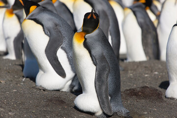 Southern Georgia Group of Royal Penguins Close-up on Sunny Winter Day