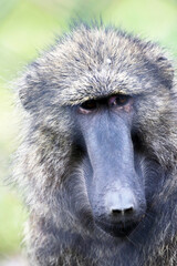 Baboon ECU