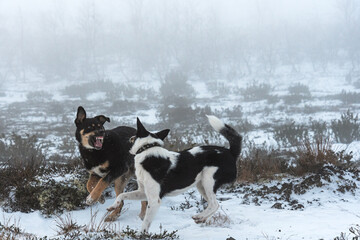 Dogs. Dogs frolic in the open. Two dogs. Young rottweiler and mongrel.