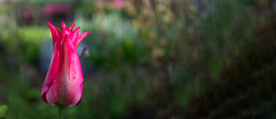 Garden concept: the pink bud of a tulip flower is illuminated by sunlight. Selective focus, banner size.