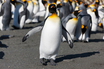 South Georgia Group of Royal Penguins Closeup in Cloud Winter Da