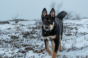 Dogs. Dogs frolic in the open. Two dogs. Young rottweiler and mongrel.