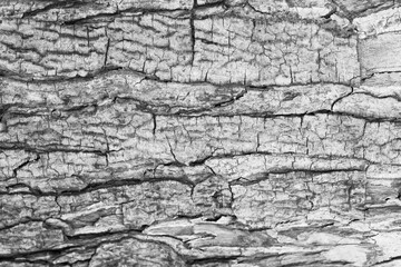 Old Wood Tree Texture Background Pattern,Taken with a full frame camera