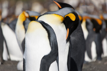 South Georgia Group of Royal Penguins Closeup in Cloud Winter Da © Iurii