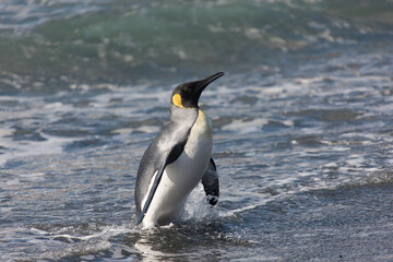 Southern Georgia Royal Penguin Closeup in Cloud Winter Day