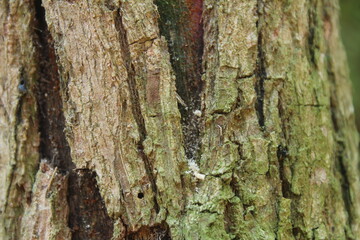 dry old bark texture.suitable for background