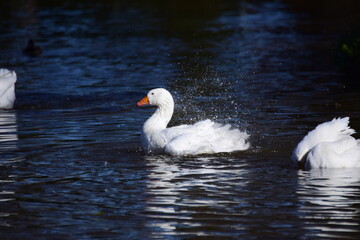 A white goose swims on a lake