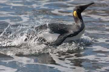 South Georgia. King penguin emerging from the water close-up on a sunny winter day