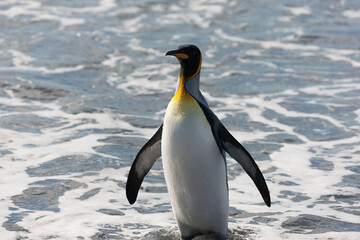 Fototapeta premium Southern Georgia Royal Penguin Closeup in Cloud Winter Day
