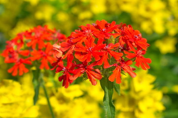 Fototapete bei efototapeten.de bestellen   