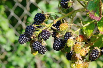 Blackberry berries of different ripeness on a branch close-up