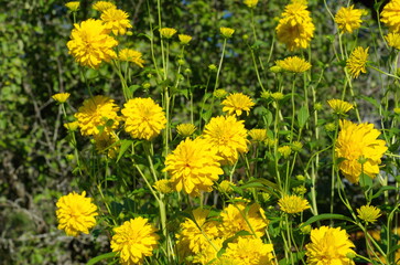 Rudbeckia laciniata, or golden balls blooms in the summer garden