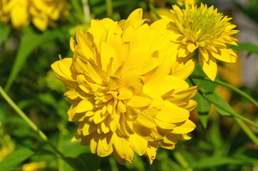 Rudbeckia laciniata, or golden ball close-up