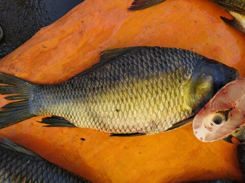 Katla or catla fish with isolated background and cut piece beside it. Selectively focused on the fish.