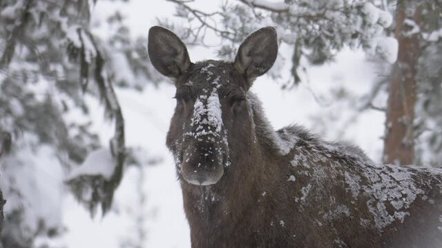 Docile Moose running his tongue across the muzzle licking the snow off - Portrait medium close-up shot