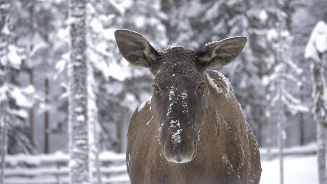 Snow-shrouded Moose licking the snow off its snout in Swedish Forest - Medium close-up slow-motion shot