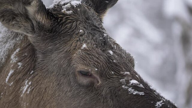Portrait of docile gentle eyed Moose shrouded in cold frozen snow - Detail extreme-close up shot