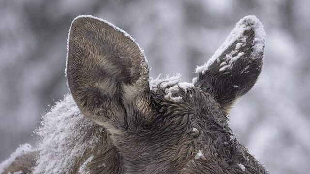 Moose ears capped in Snow perked up and alert to the dangers around - Detail close-up shot
