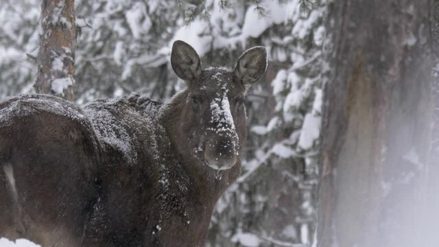 Scared Moose fleeing and checking danger from afar in Winter forest - Medium tracking shot
