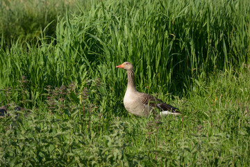 Greylag goose in a green field