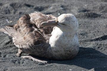 South Georgia skua Cloud Winter Day