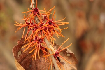 自然公園におけるシマナンサク