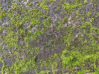 green moss on stone