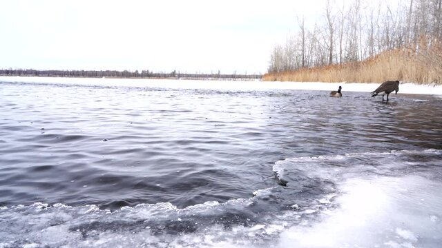 Cold water lake with iced edge and Canada Goose