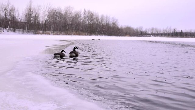 Ganada Goose Swiming on a frozen lake