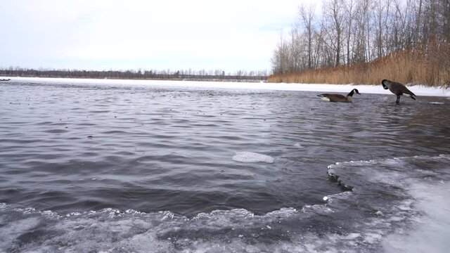 Ganada Goose Swiming on a frozen lake