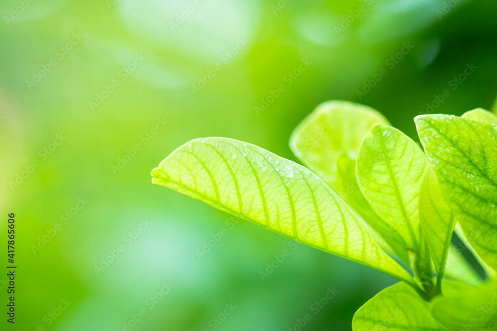 Poster leaves close up nature view of green leaf on blurred greenery background in garden use as background