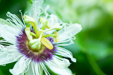 Passion fruit flowers, white and purple flowers with green leaves There is a fragrance in the...