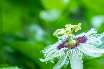 Passion fruit flowers, white and purple flowers with green leaves There is a fragrance in the organic garden.