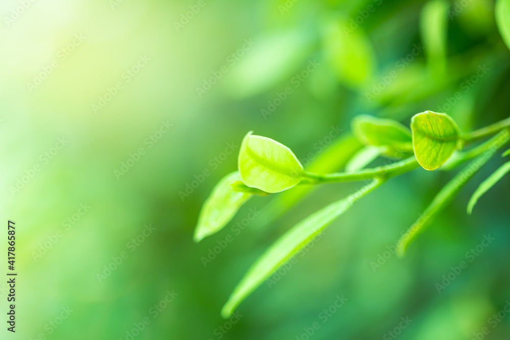 Poster leaves close up nature view of green leaf on blurred greenery background in garden use as background