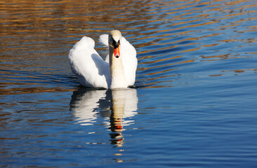 A Mute Swan (cygnus olor) in the Ziegeleipark, Heilbronn, Germany